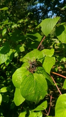 Cornus sanguinea