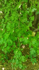 Crataegus monogyna