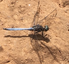 Orthetrum julia