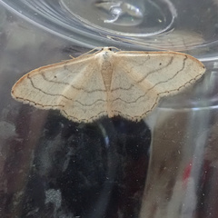 Idaea aversata