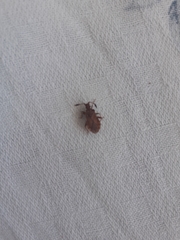 Strobilotoma typhaecornis