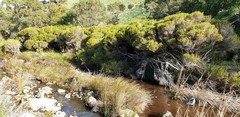 Melaleuca brevifolia