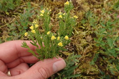 Linaria arenaria