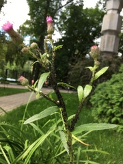Cirsium arvense