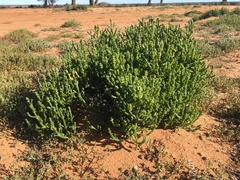 Tecticornia triandra