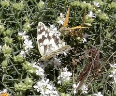 Melanargia larissa