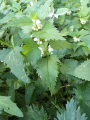 Lamium album