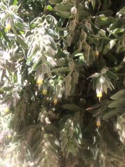 Podonosma orientalis