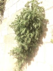 Podonosma orientalis