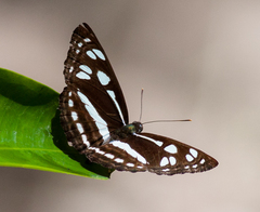 Phaedyma columella singa
