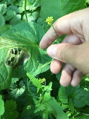 Sisymbrium officinale