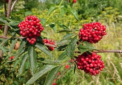 Sambucus racemosa