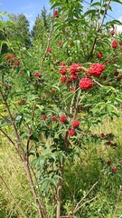 Sambucus racemosa