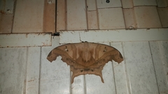 Titaea tamerlan amazonensis