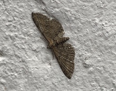 Eupithecia tripunctaria