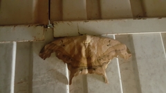 Titaea tamerlan amazonensis