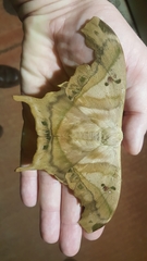 Titaea tamerlan amazonensis