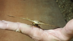 Titaea tamerlan amazonensis