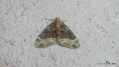 Ecliptopera capitata