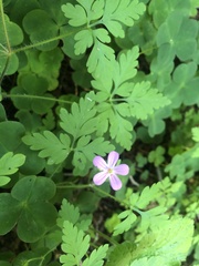 Geranium robertianum