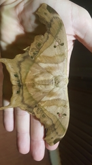 Titaea tamerlan amazonensis