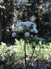 Angelica tomentosa