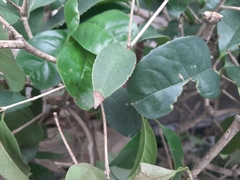 Osmanthus