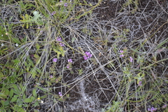 Polygala cretacea