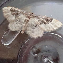 Idaea rusticata