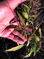 Notelaea ipsviciensis