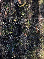 Notelaea ipsviciensis