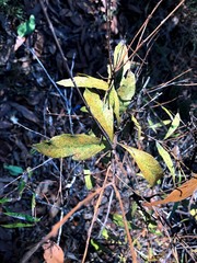 Notelaea ipsviciensis