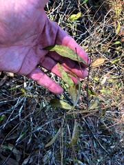 Notelaea ipsviciensis