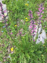Pedicularis rostratospicata