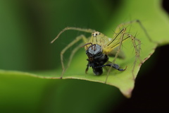Oxyopes