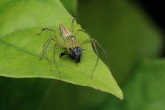 Oxyopes