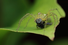 Oxyopes
