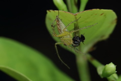 Oxyopes