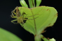 Oxyopes