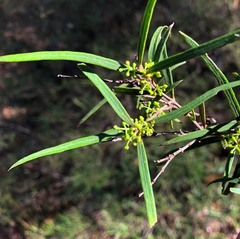 Notelaea lloydii