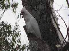 Cacatua pastinator pastinator