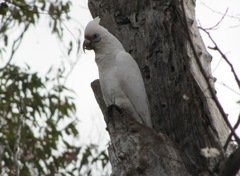 Cacatua pastinator pastinator