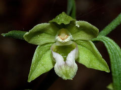 Epipactis exilis