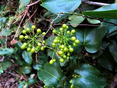 Smilax australis