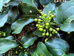 Smilax australis