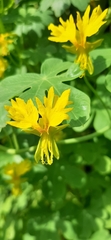 Tropaeolum peregrinum