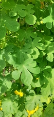Tropaeolum peregrinum