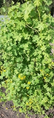 Tropaeolum peregrinum