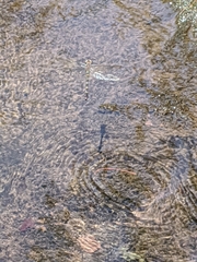 Cordulegaster maculata