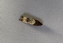 Notocelia rosaecolana